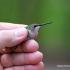 Hummingbird Migration and Nature Celebration 2016